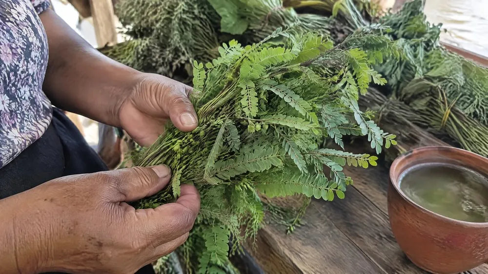 Hands holding a bundle of fresh chanca piedra, the "stone breaker" plant, beside a cup of herbal tea at an Amazon market stall