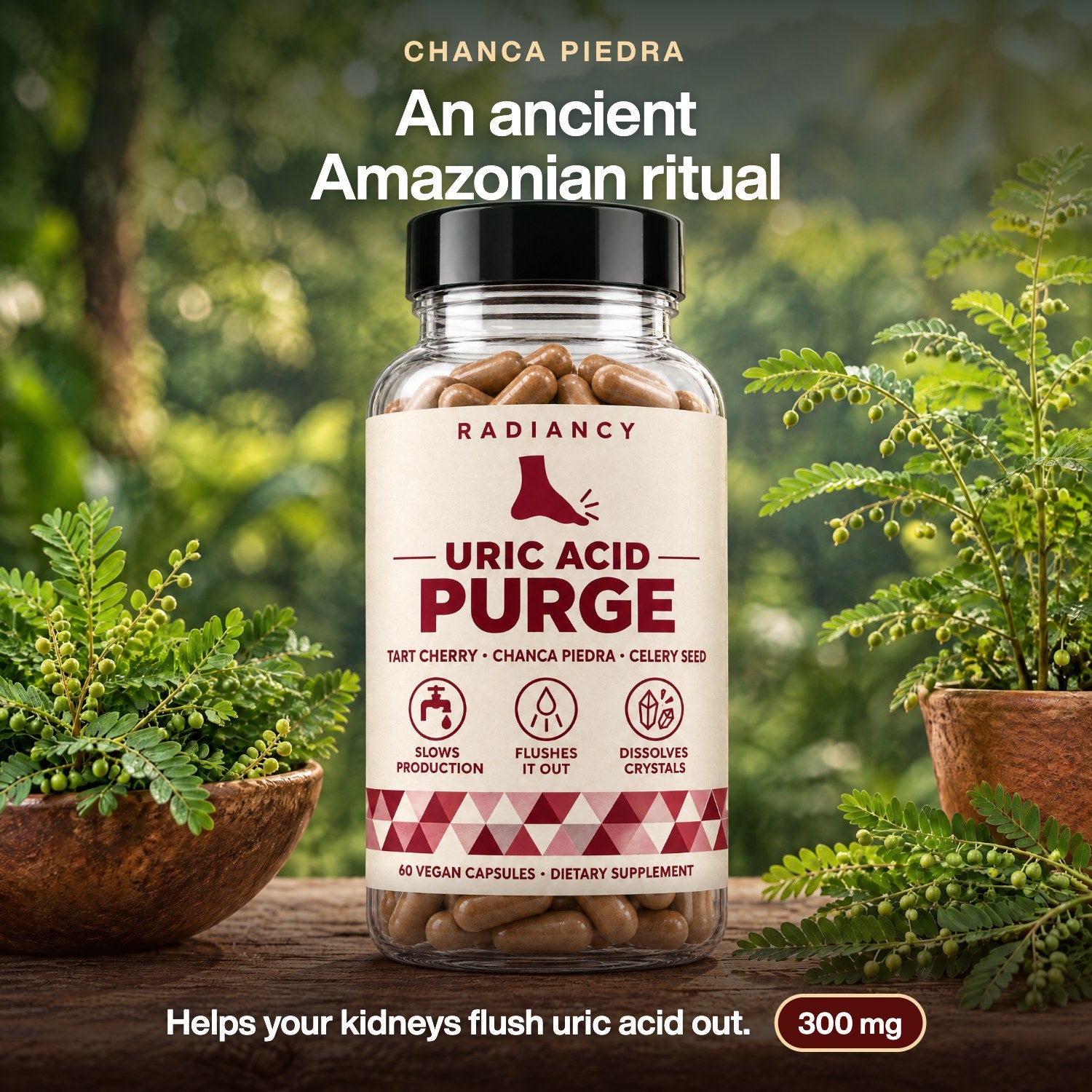 Chanca piedra, an ancient Amazonian ritual: helps your kidneys flush uric acid out. 300 mg